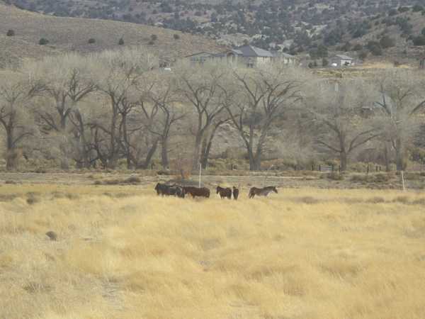 santa maria horses jpg